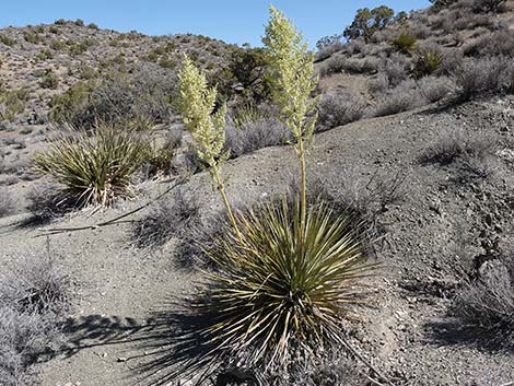 Bigelow's Nolina (Nolina bigelovii)