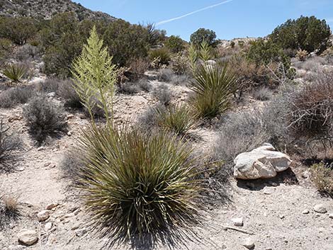 Bigelow's Nolina (Nolina bigelovii)