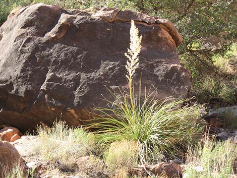 Beargrass (Nolina microcarpa)