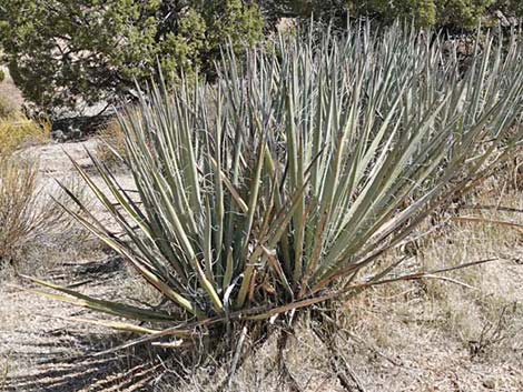 Banana Yucca (Yucca baccata)