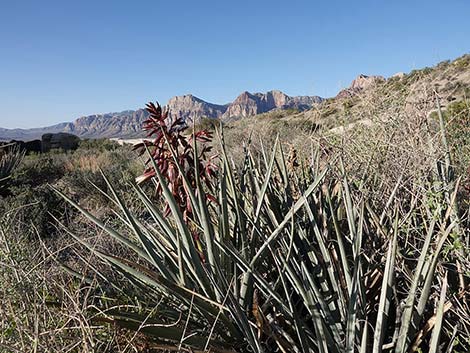 Banana Yucca (Yucca baccata)