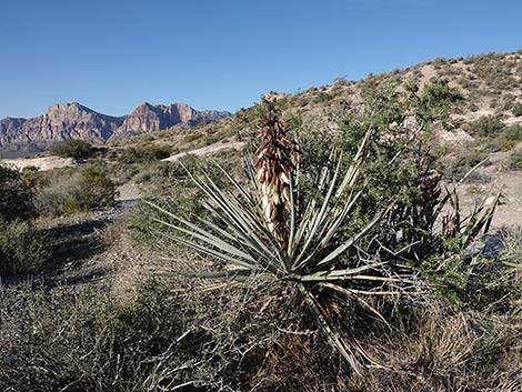 Banana Yucca (Yucca baccata)