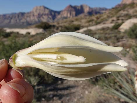 Banana Yucca (Yucca baccata)