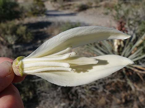 Banana Yucca (Yucca baccata)