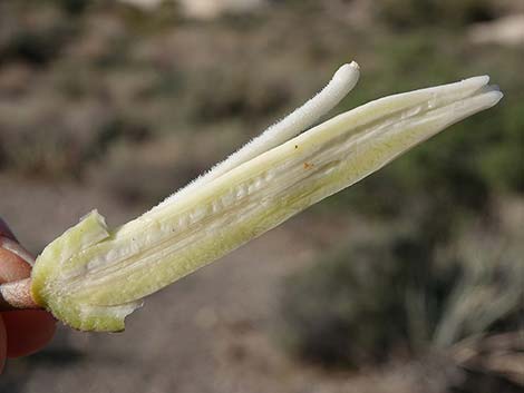 Banana Yucca (Yucca baccata)