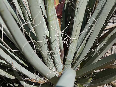 Banana Yucca (Yucca baccata)