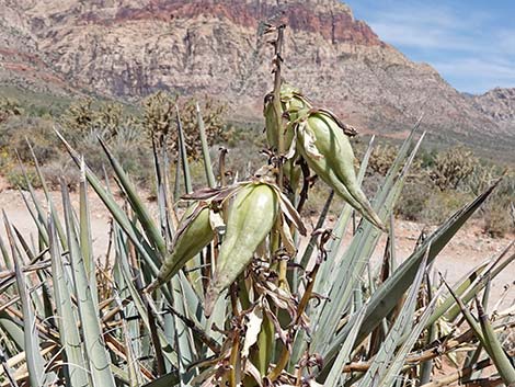 Banana Yucca (Yucca baccata)