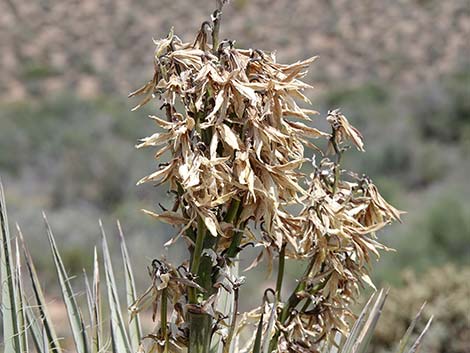 Banana Yucca (Yucca baccata)