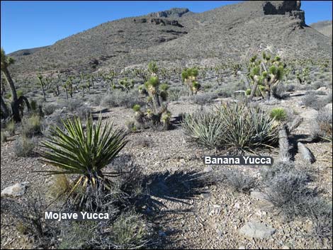 Banana Yucca (Yucca baccata)