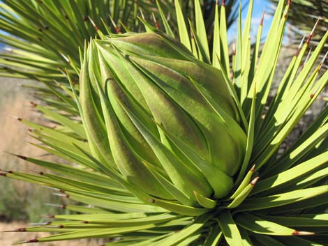 Joshua Tree (Yucca brevifolia)