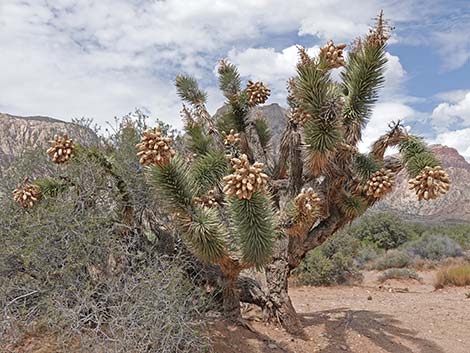 Eastern Joshua Tree (Yucca brevifolia jaegeriana)