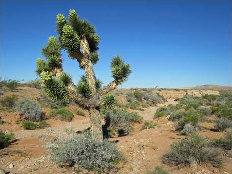 Eastern Joshua Tree (Yucca brevifolia jaegeriana)