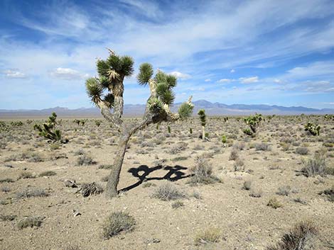 Eastern Joshua Tree (Yucca brevifolia jaegeriana)