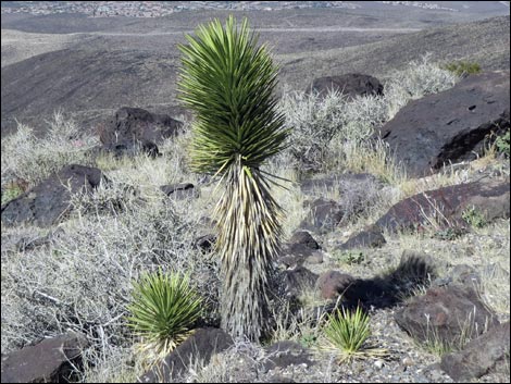 Joshua Tree (Yucca brevifolia)