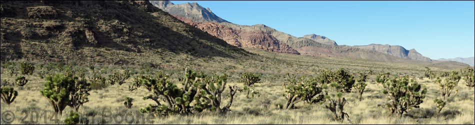 Eastern Joshua Tree (Yucca brevifolia jaegeriana)