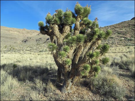 Eastern Joshua Tree (Yucca brevifolia jaegeriana)