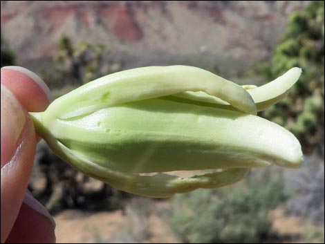 Eastern Joshua Tree (Yucca brevifolia jaegeriana)