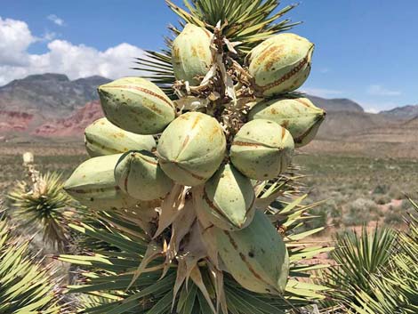 Eastern Joshua Tree (Yucca brevifolia jaegeriana)