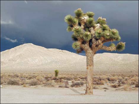 Western Joshua Tree (Yucca brevifolia)