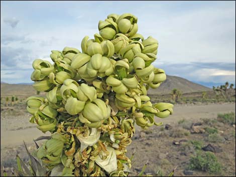 Western Joshua Tree (Yucca brevifolia)