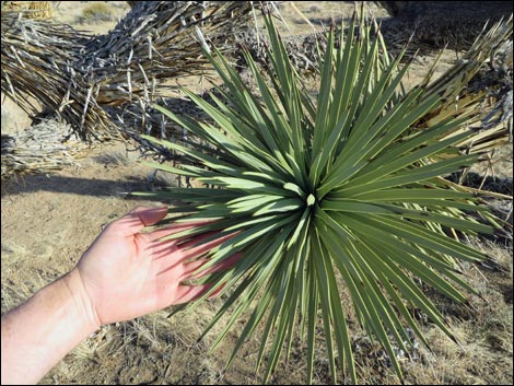 Western Joshua Tree (Yucca brevifolia)