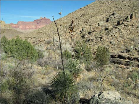 Soaptree Yucca (Yucca elata)