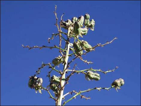 Soaptree Yucca (Yucca elata)