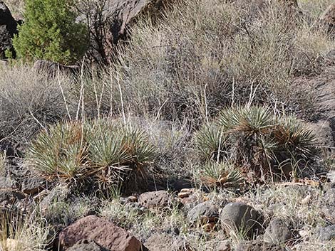 Spanish Bayonet (Yucca harrimaniae)