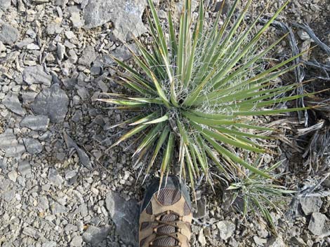 Spanish Bayonet (Yucca harrimaniae)