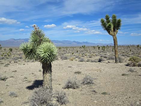 Joshua Tree (Yucca brevifolia)