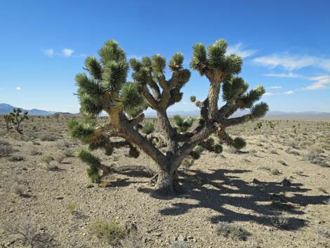 Joshua Tree (Yucca brevifolia)