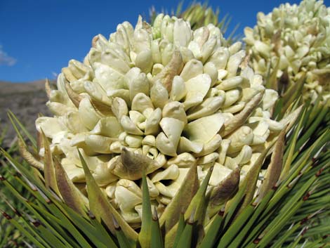 Joshua Tree (Yucca brevifolia)