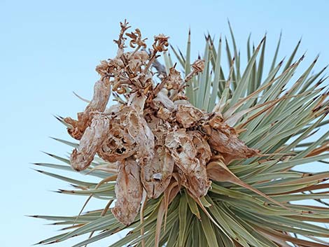 Eastern Joshua Tree (Yucca jaegeriana)