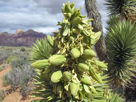 Eastern Joshua Tree (Yucca jaegeriana)