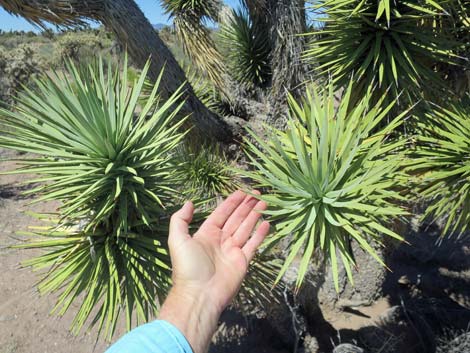 Eastern Joshua Tree (Yucca jaegeriana)