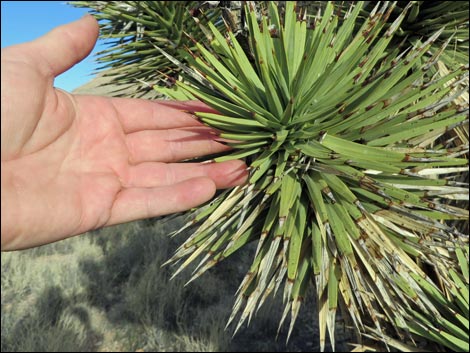 Eastern Joshua Tree (Yucca jaegeriana)