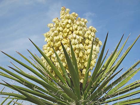 Mojave Yucca (Yucca schidigera)