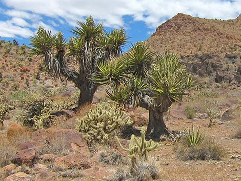 Mojave Yucca (Yucca schidigera)