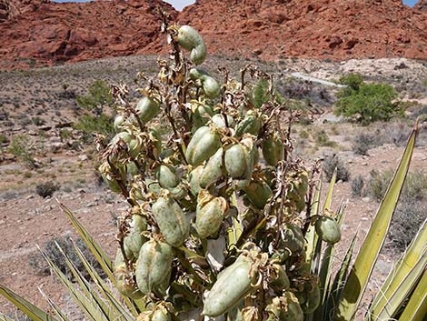 Mojave Yucca (Yucca schidigera)