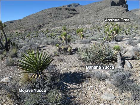 Mojave Yucca (Yucca schidigera)