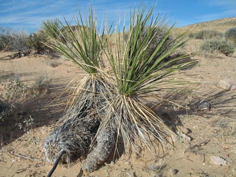 Utah Yucca (Yucca utahensis)