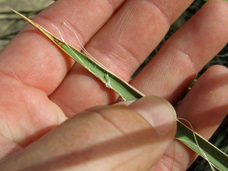 Utah Yucca (Yucca utahensis)