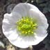 Anderson's Buttercup (Ranunculus andersonii)