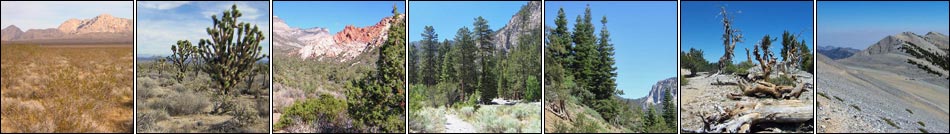 Vegetation Around Las Vegas