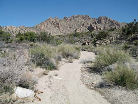 Bridge Canyon Wilderness Area