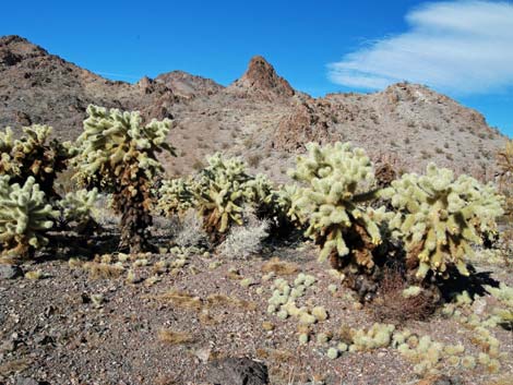 El Dorado Wilderness Area