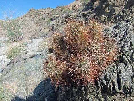 Ireteba Peaks Wilderness Area