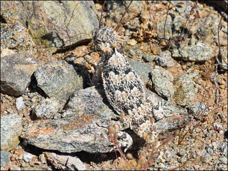 Jumbo Springs Wilderness Area