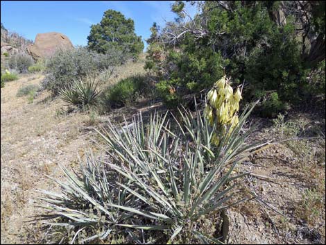 Jumbo Springs Wilderness Area