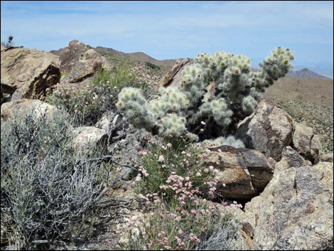 Jumbo Springs Wilderness Area